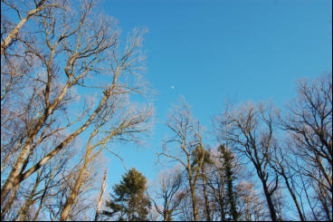 Praying Trees