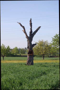 Angry Tree